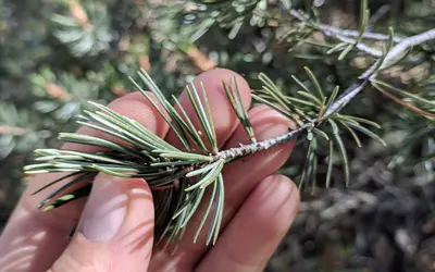 Pinus quadrifolia, Mount Laguna, San Diego County, California 3