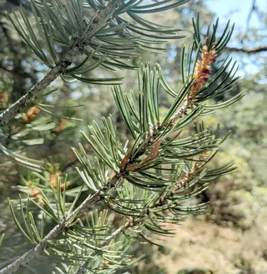 Pinus quadrifolia, Mount Laguna, San Diego County, California 2