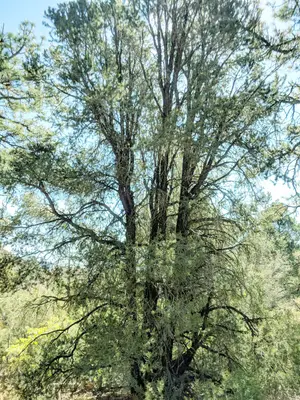 Pinus quadrifolia, Mount Laguna, San Diego County, California 1