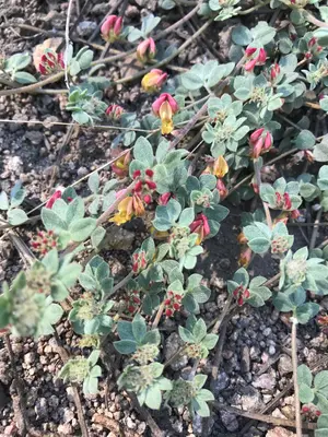 Acmispon decumbens var. davidsonii