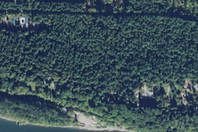 Skagit River Woods
