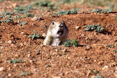 Black Tailed Prairie Dog Head Shot Caprock Canyons SP Texas 2023