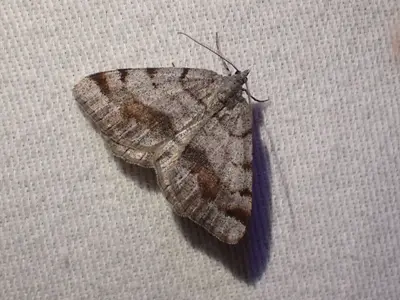 Macaria boreata