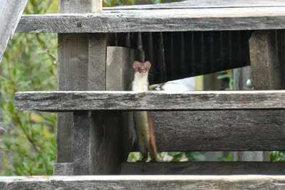 Mustela richardsonii 318006712