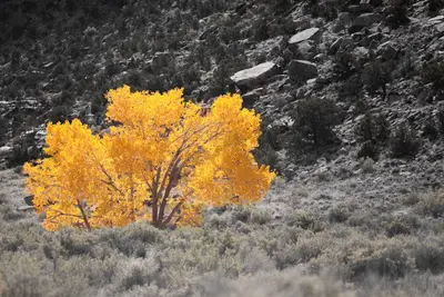 Cottonwood Tree in Buckhorn Wash (4055578475)