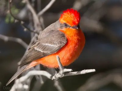 Vermilion Flycatcher by Dan Pancamo