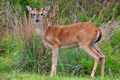 Odocoileus virginianus Goose Island SP Texas 2024