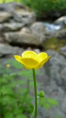 Ranunculus repens at White River Campground, NW of Lake Wenatchee, Chelan County Washington 3