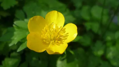 Ranunculus repens at White River Campground, NW of Lake Wenatchee, Chelan County Washington 2