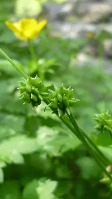 Ranunculus repens at White River Campground, NW of Lake Wenatchee, Chelan County Washington