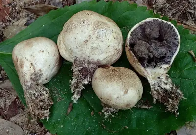 Scleroderma texense Berk 752350