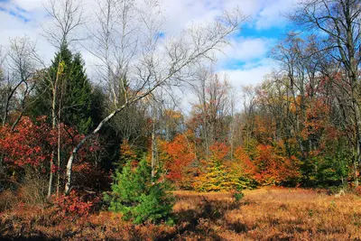 Forest-to-Meadow Transition (1) (22093478088)