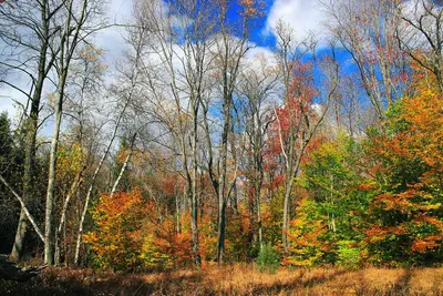 Forest-to-Meadow Transition (2) (22281950445)