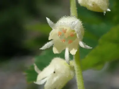 Elmera racemosa 150350977