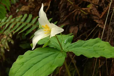Pacific Trillium (910358856)