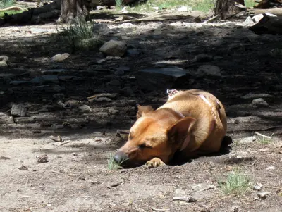 Pooped pup (8065145176)