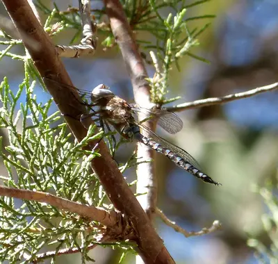 Persephone's Darner. (Aeschnidae) - Flickr - gailhampshire