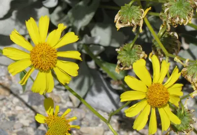 Brittlebush Encelia farinosa flowers close