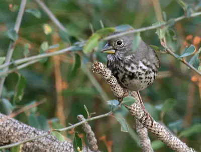 Passerella iliaca megarhyncha, Cuyamaca Rancho 2