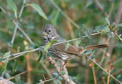 Passerella iliaca megarhyncha, Cuyamaca Rancho 1