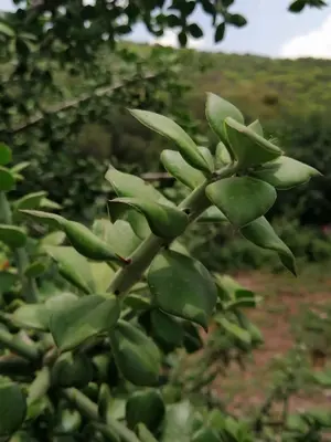 Pereskiopsis diguetii 146809544