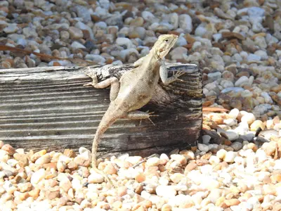 Agama picticauda 166338638
