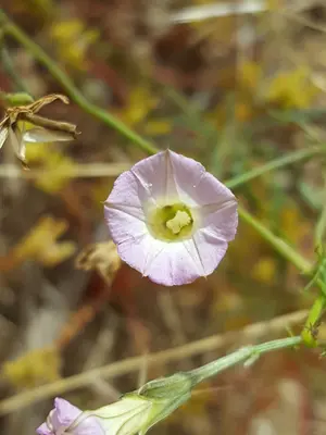 Ipomoea costellata 25922448