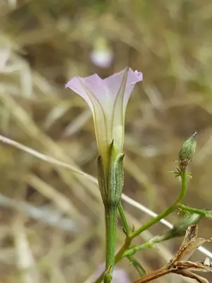 Ipomoea costellata 25922453