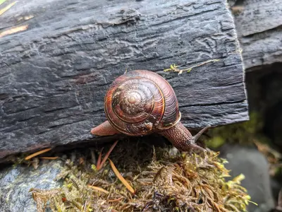 Monadenia fidelis 2