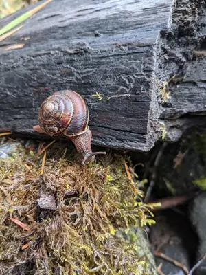 Monadenia fidelis 1