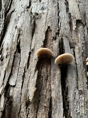Crepidotus mollis 29395159