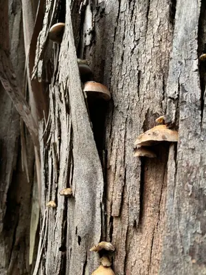 Crepidotus mollis 29395164