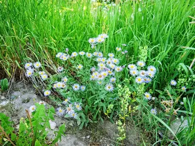 Purple flowers in tall grass