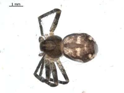 Apollophanes margareta 2