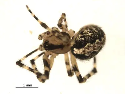 Theridion murarium f1