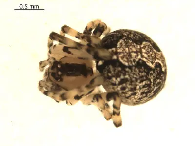 Theridion murarium i1