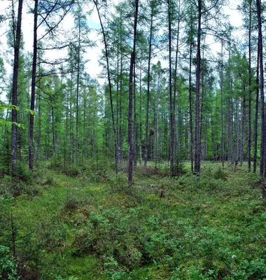 Twin Lakes Bog State Natural Area