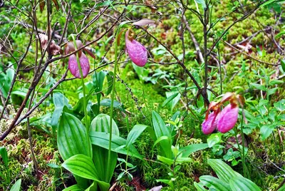 Moccasinflower