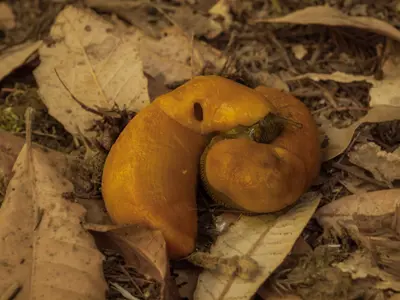 The Slow Kissing of Banana Slugs (Ariolimax californicus) (7722255180)