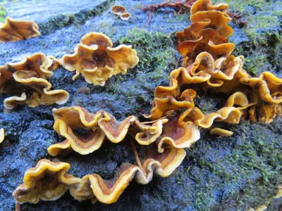 Stereum hirsutum 173350399