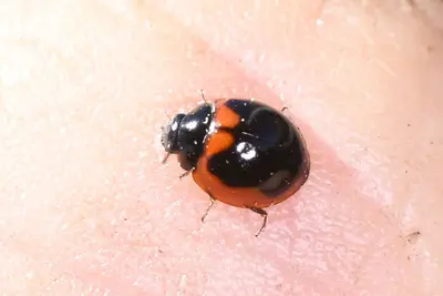 Exochomus subrotundus 294586229