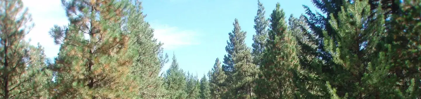 Pine and fir trees under blue, partly cloudy sky.