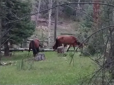 Wild horses at Silver CG