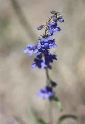 Penstemon mensarum - Scott Loarie 01