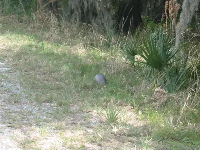 Armadillo inside Florida's Myakka State Park 1