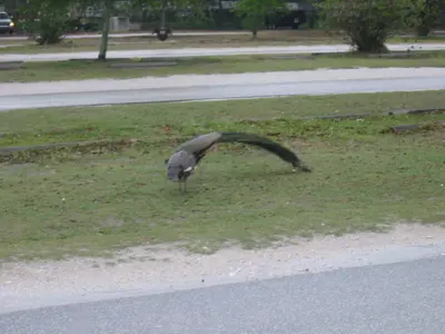 Peacock in Florida's Myakka State Park 2