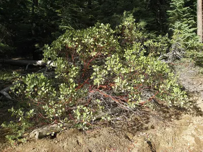Arctostaphylos sp. (3021501827)