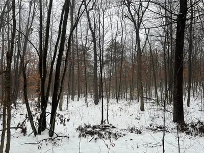 Snowy forest at Black River Falls Rest Area 54