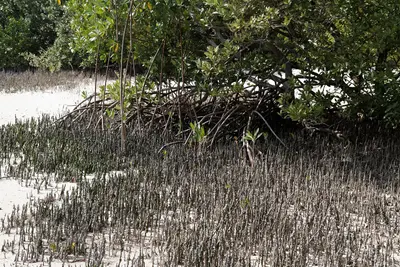They're used by the mangroves to breathe since normal roots are underwater most of the time (6768976247)