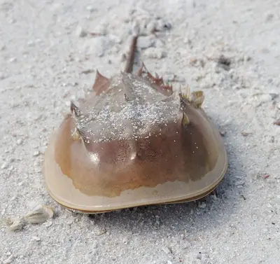 Horseshoe crab shell (6768973895)
